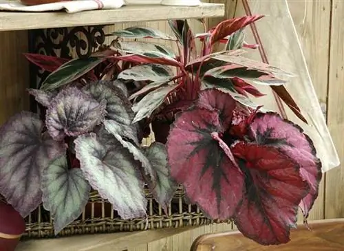 Бегония рекс и Калатея