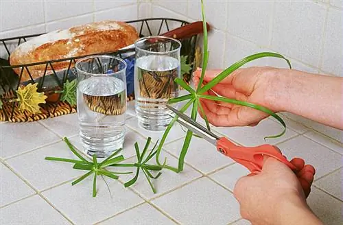 Разрезаем папирус в стакане с водой