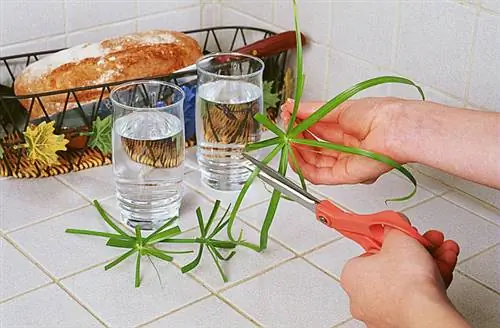 Как легко взять черенки с циперуса?