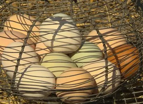 Яйца всех цветов