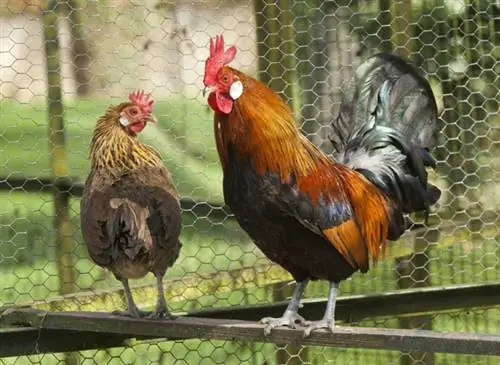 Породы красивых петухов на скотном дворе