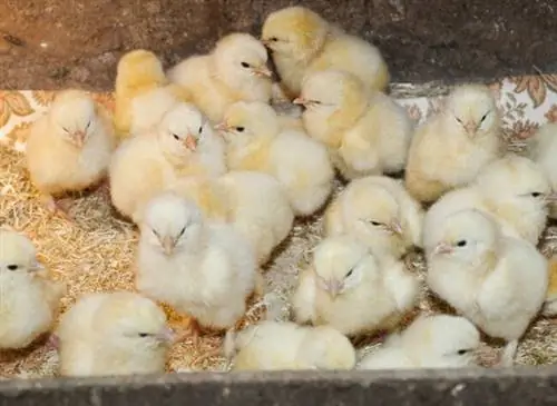 выращивание цыплят