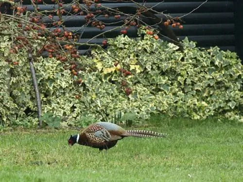 Фазан в саду