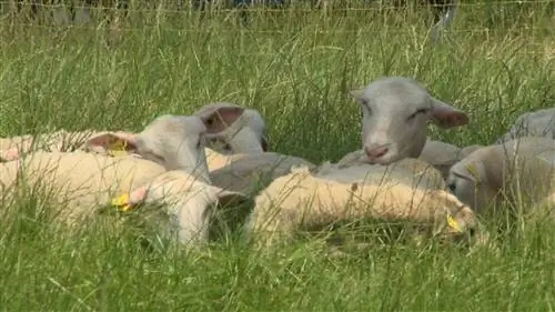 Уход за овцами: первая помощь, стрижка