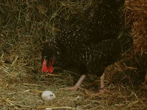 Курица и ее яйцо