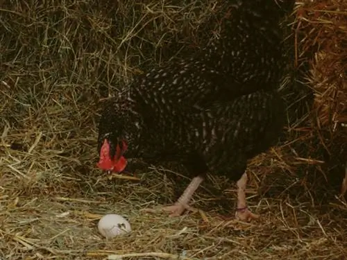 Подготовка к новому сезону в курятнике: зимние работы