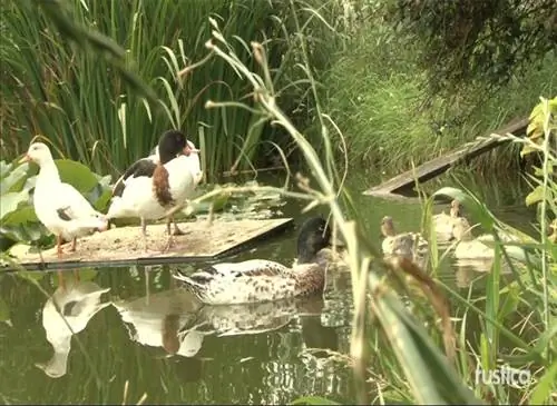 Успешное выращивание уток: выбор породы