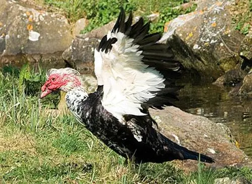 мускусная утка