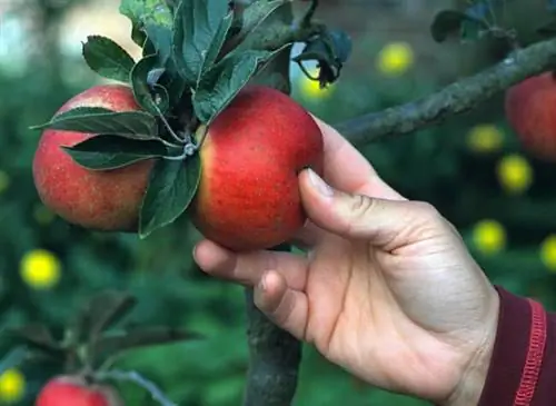 Мягкая подача из яблок