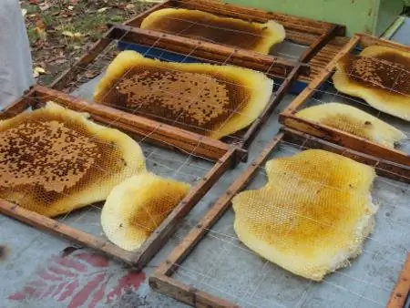 Картина Картина