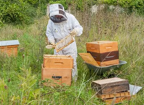 Пчеловодство: контроль и осмотр рамок улья пчеловодом Пчеловодство: контроль и осмотр рамок улья пчеловодом