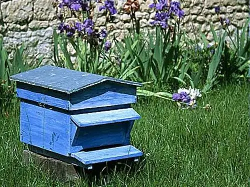 Первый улей: работы по уходу