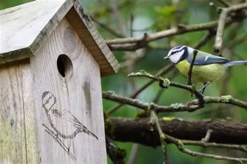 Приветствуем синиц, чтобы защитить самшит от моли