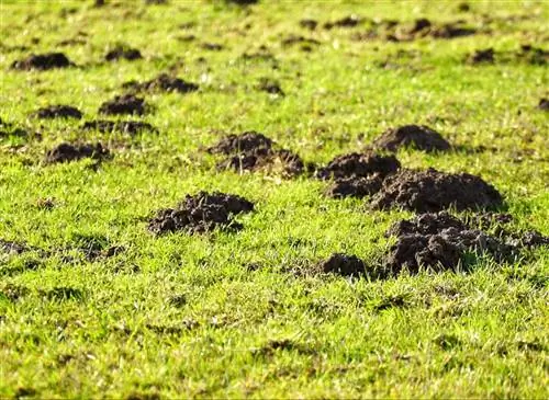 Эффективно избавьтесь от грызунов и кротов