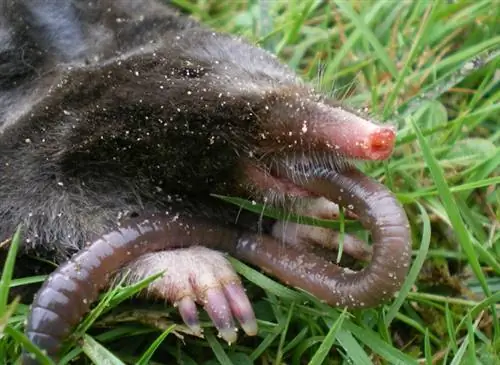 Как бороться с мелкими грызунами и кротами в саду?