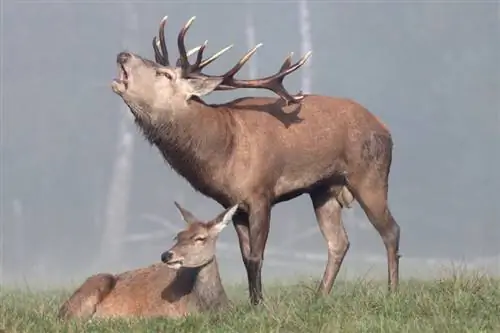 Рев оленя: симфония осени