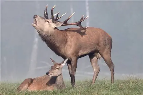 Рев оленя: симфония осени