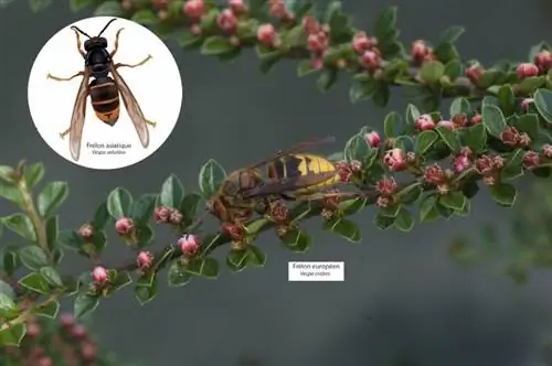 Европейский шершень и азиатский шершень