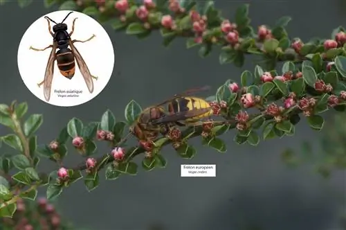 Как ужиться с азиатским шершнем