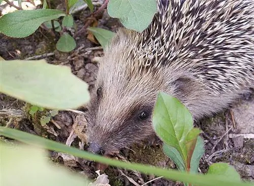 Биоразнообразие: роль ежа в саду