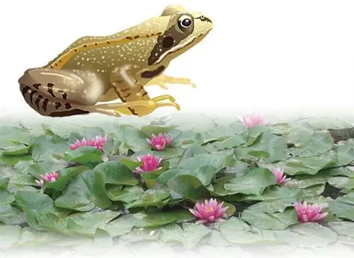 Иллюстрация обыкновенной лягушки