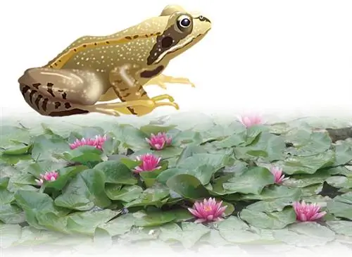 Обыкновенная лягушка