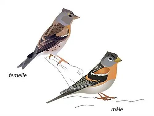 Северный зяблик