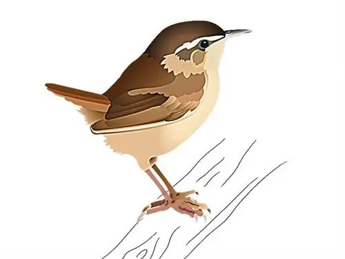 Милый крапивник