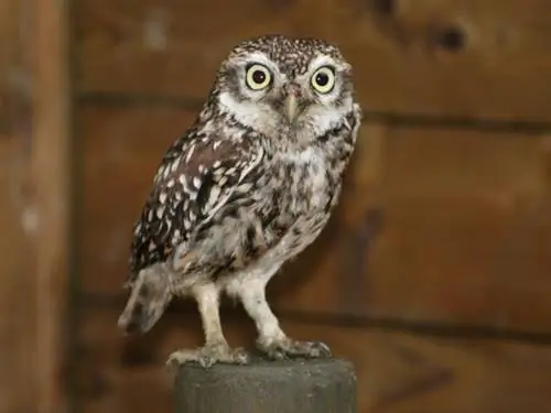 Что делать, если вы встретили дикое животное?