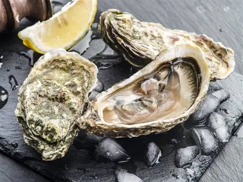 5 советов, как сохранить устрицы дольше
