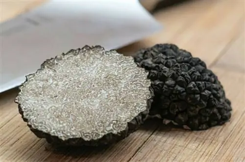 Белый летний трюфель