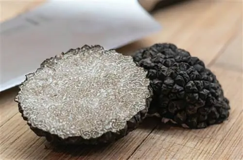 Всё, что вам нужно знать о трюфелях, жемчужине гастрономии