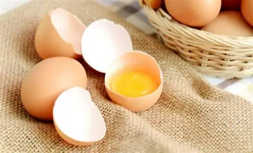 Храните яичные желтки и белки