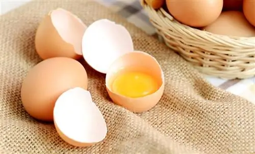 5 советов по хранению яичных белков и желтков