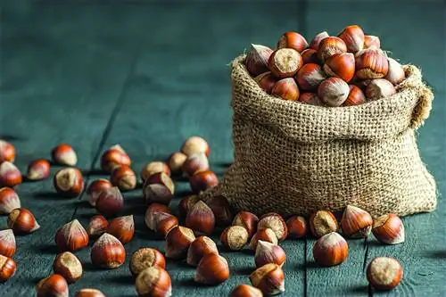 Наши рецепты на основе фундука от закуски до десерта