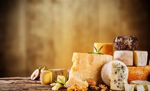 Всё, что нужно знать для хранения сыра в хороших условиях