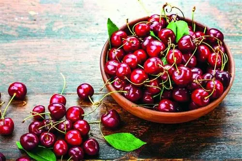 Баскская вишня из Иксасу