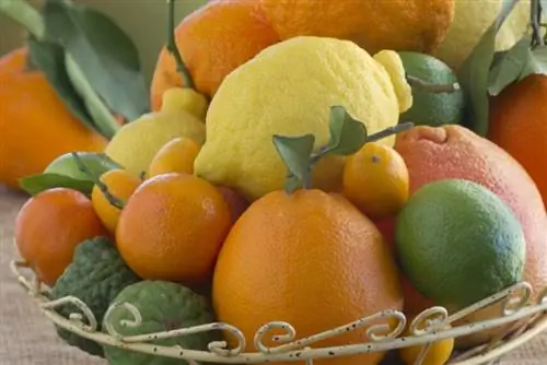 корзина цитрусовые апельсин лимон кумкват мандарин