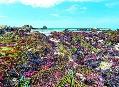 Как распознать и приготовить морские водоросли