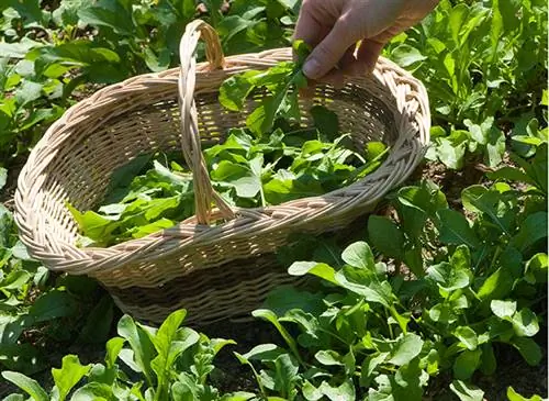 Наши рецепты с рукколой, пикантные и богатые витаминами