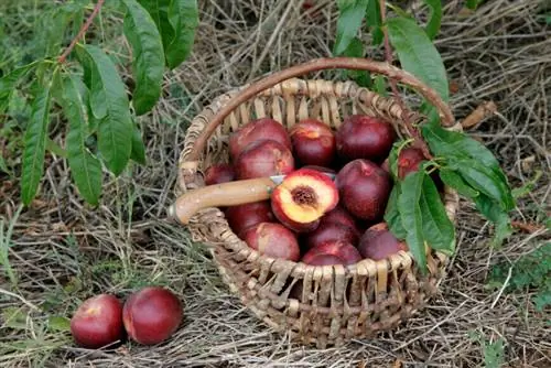 корзина для сбора нектарина