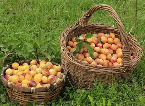 Урожай сливы мирабель Нэнси