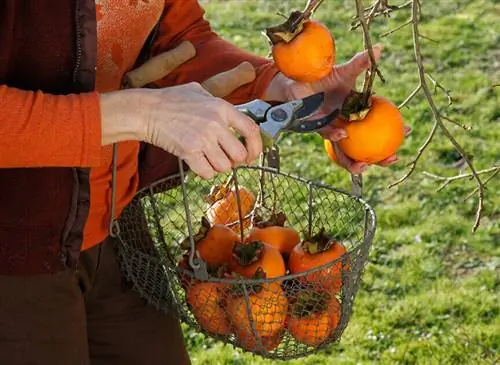 Урожай хурмы Урожай хурмы