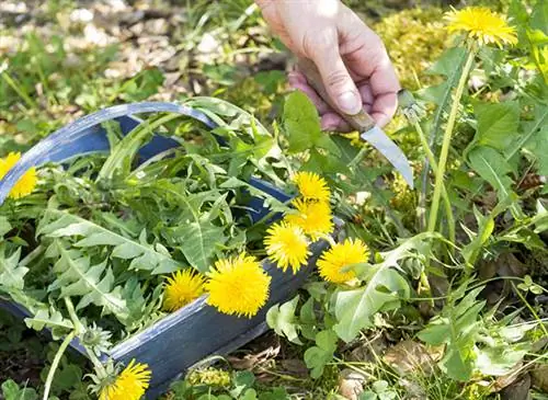 Как приготовить одуванчик: рецепты и советы