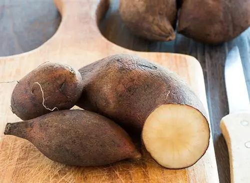 Якон, земляная груша Якон, земляная груша