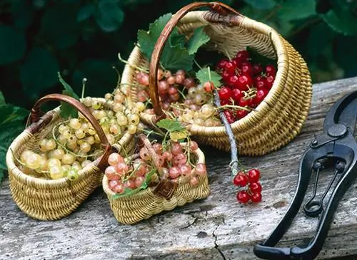 Корзиночки смородины (куст смородины и куст крыжовника)