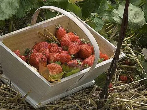 Клубничная любовь