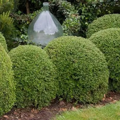 Какие кустарники после самшитовой моли сажать?