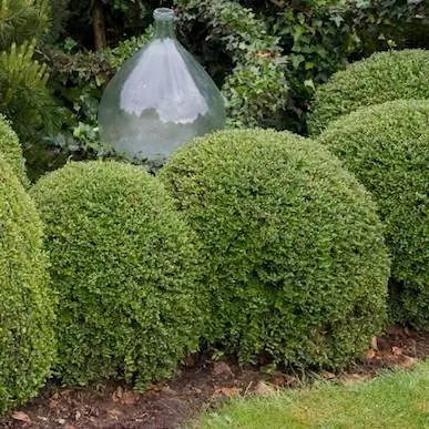 Какие кустарники после самшитовой плодожорки сажать?