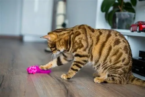 Игрушки для кошек: как за ними правильно ухаживать?